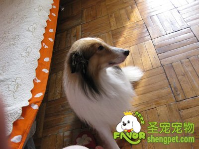 怎樣訓練狗狗學會"不亂咬東西"