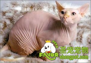 ôoë؈