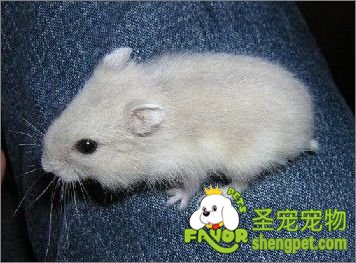 倭倉鼠