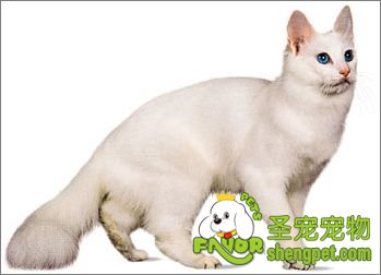 䰲؈