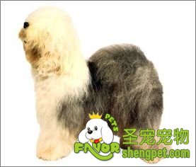 ŴȮ