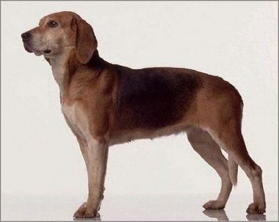 Ȯ