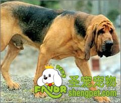 ѪCȮ