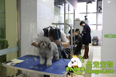 寵物美容師培訓(xùn)