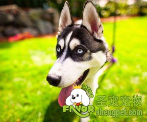 幫您解決狗狗的4個不良習慣