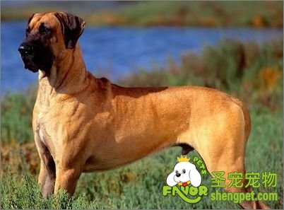 大丹犬修剪指甲的原則有哪些