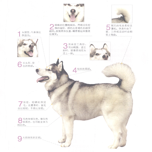 ˹ѩȮ