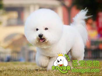Ȯ