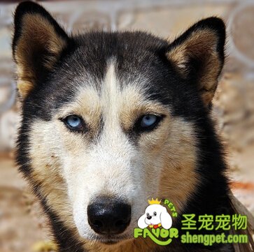 哈士奇生產前都有哪些征兆