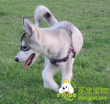 哈士奇為什么跟誰都走