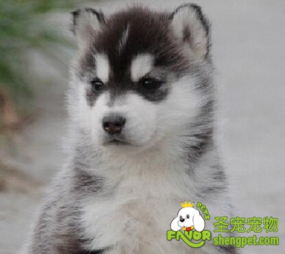 什么時(shí)候領(lǐng)哈士奇回家的時(shí)機(jī)好