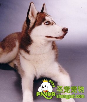 怎么和哈士奇培養(yǎng)感情