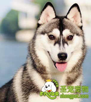 哈士奇懷孕了應該怎么照顧