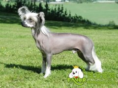 中國冠毛犬的飼養和管理方法