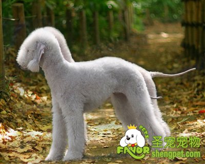 ؐ`DݷʽЩ