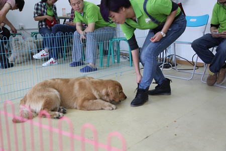 圣寵寵物技術培訓:訓犬課實操