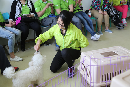 圣寵寵物技術培訓:訓犬課實操