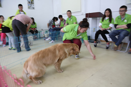 圣寵寵物技術培訓:訓犬課實操