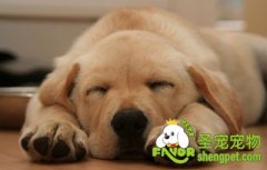 狗狗鼻子干是因為生病了嗎