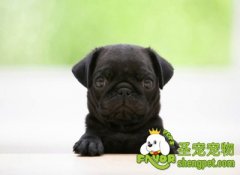 狗狗的皮膚病該怎么治療