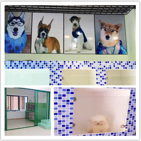 圣寵寵物臺州景元西苑店開業(yè)優(yōu)惠活動