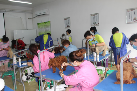 25期學員都認真的進行洗澡犬的準備工作