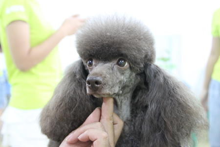 黃偉老師對貴賓犬運動裝腹線、頭部等部位詳細講解