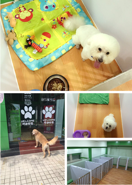 圣寵寵物重慶富悅海沁店開業現場2