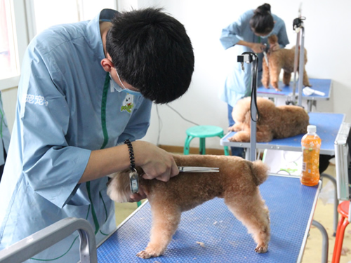 圣寵41期美容班貴賓犬美容-實(shí)操課
