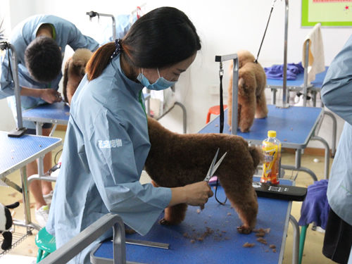 圣寵41期美容班貴賓犬美容-實(shí)操課