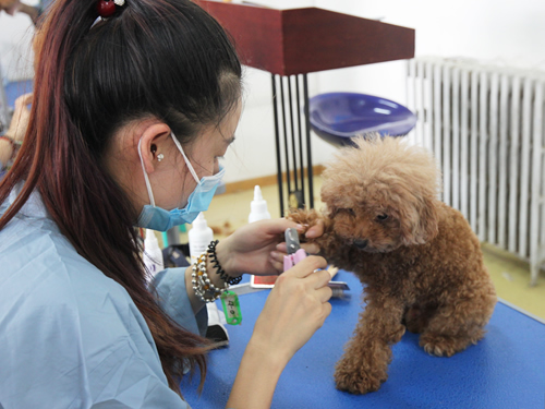 45期美容班洗澡美容實操課