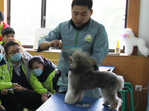 圣寵47期貴賓犬美容修剪示范課