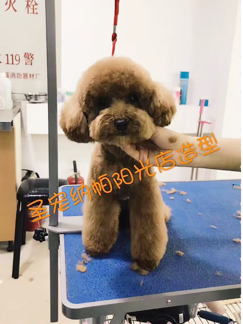 圣寵寵物納帕陽光連鎖店